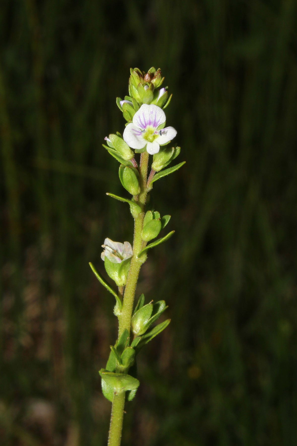 Veronica da determinare